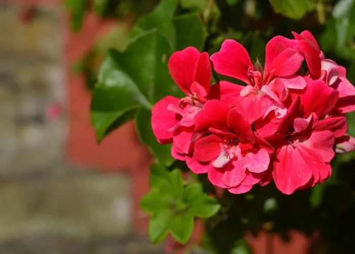 Apartment Casal Sao Joao 106 *